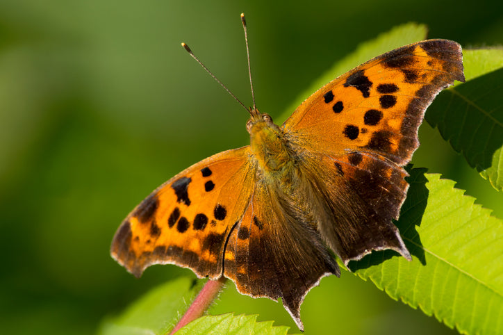 question mark butterfly @ Eden of Wings, FL garden