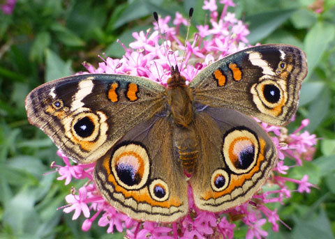 common buckeye@ Eden of Wings, FL garden