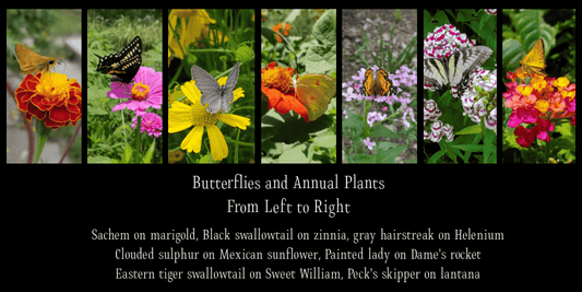 Butterflies on nectar plant at Eden of Wings, Deltona FL