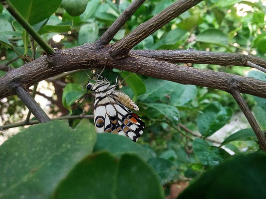 Butterfly looking for shelter before the rain @ Eden of Wings, FL garden