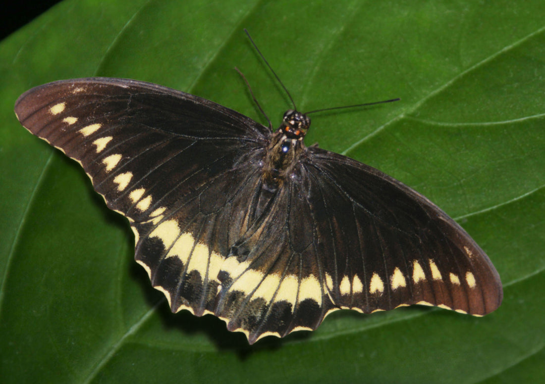 Gold Rim Butterfly and their Host plants