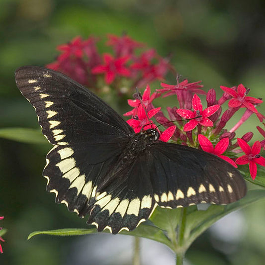 Polydamas Swallowtail butterfly nectarine on red pentas flowers