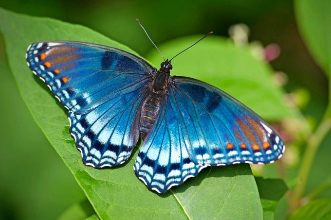 red spotted purple butterfly @ Eden of Wings FL garden