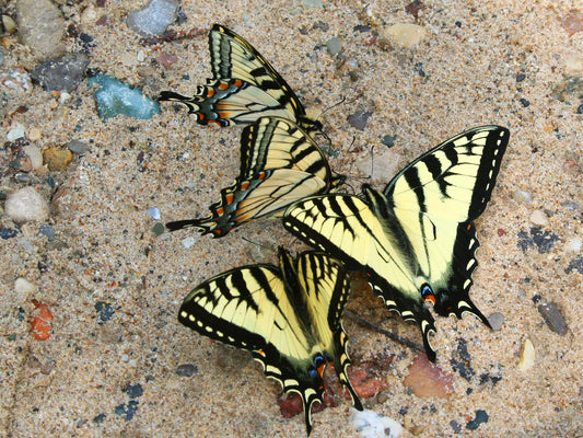 Butterfly Moisture Requirements