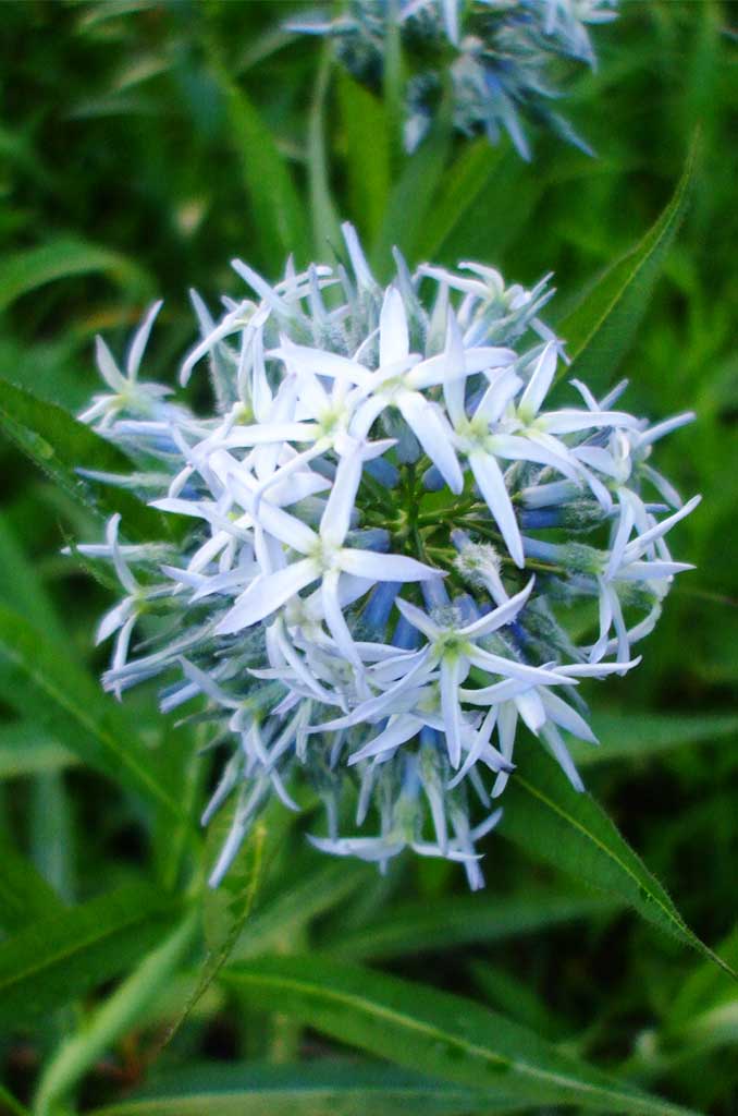 Amsonia "Bluestar"
