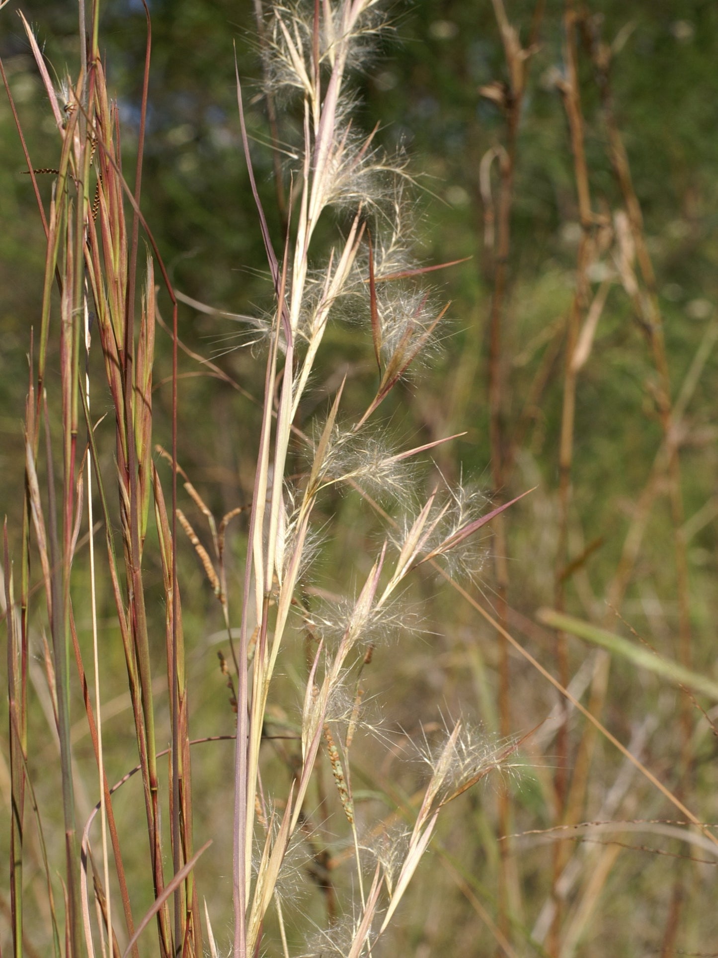 andropogon virginicus " broomsedge" flower