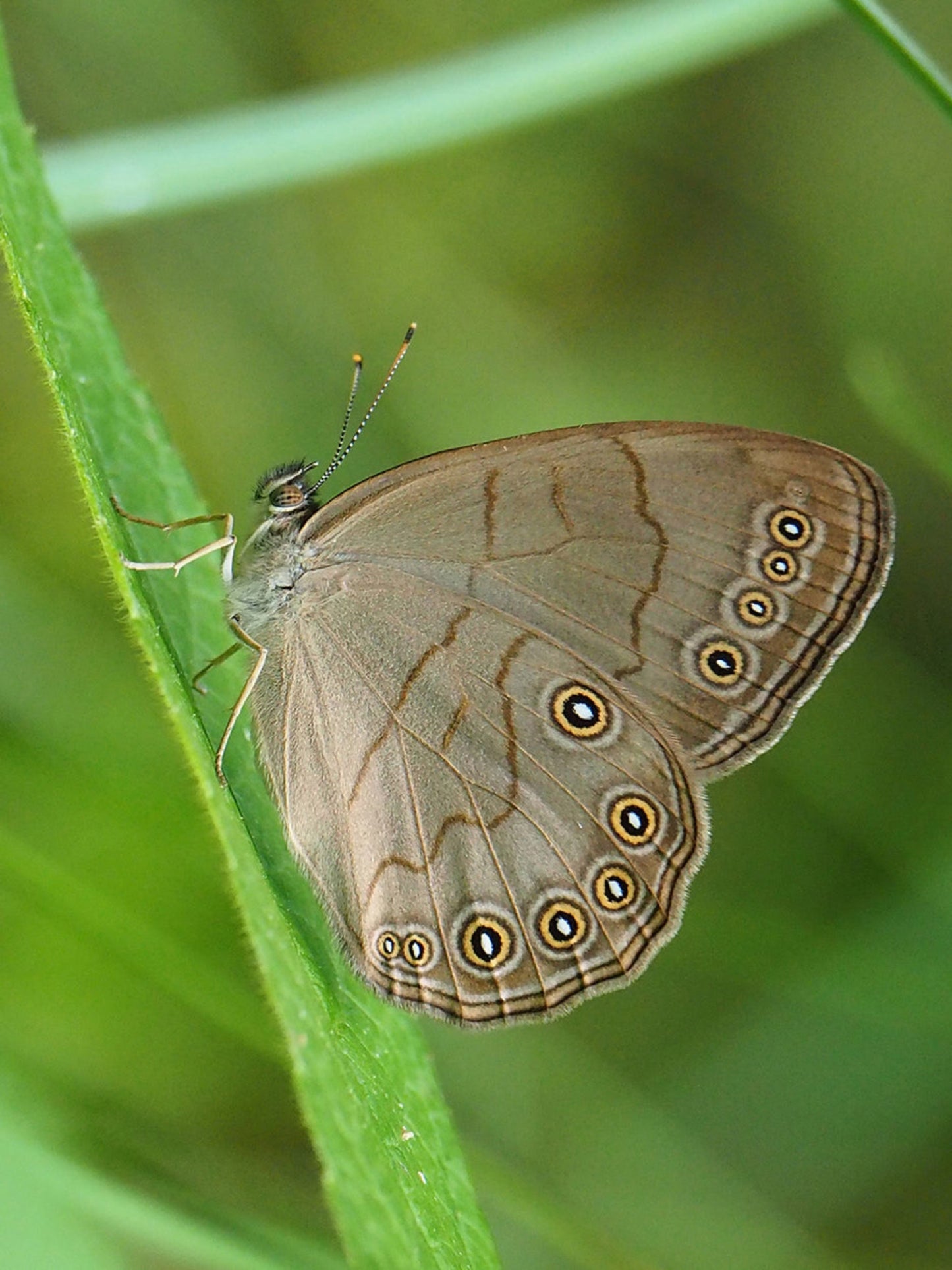 Appalachian brown butterfly on his host plant carex stipata