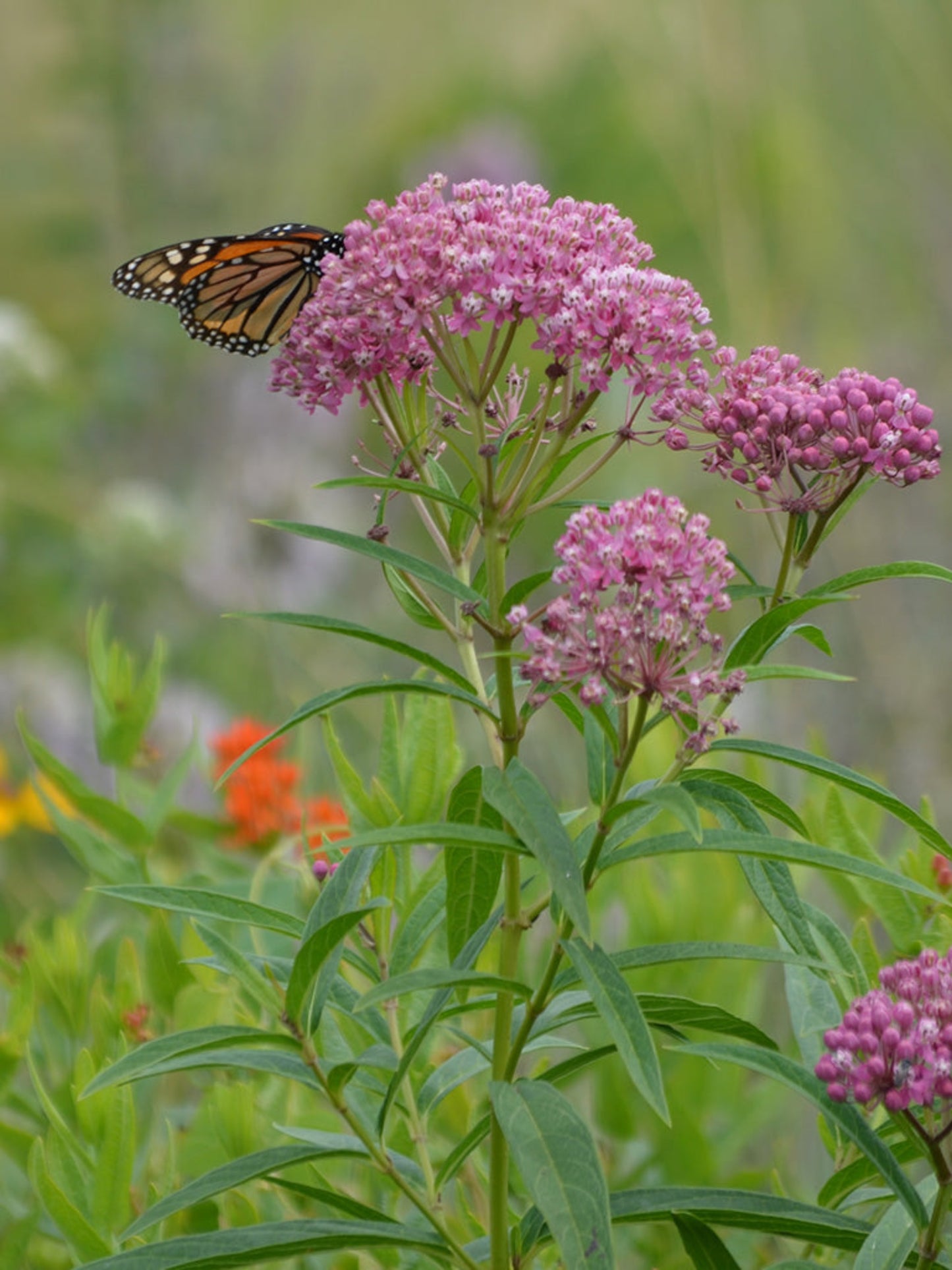 Asclepias incarnata host plant for monarch butterfly