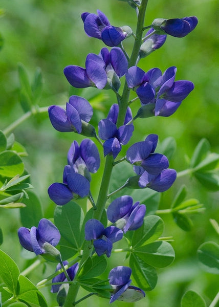 Baptisia Australis "Blue False Indigo"