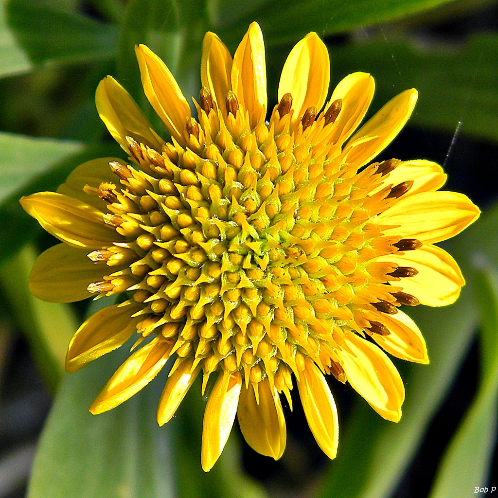Borrichia Frutescens "Sea Oxeye Daisy"