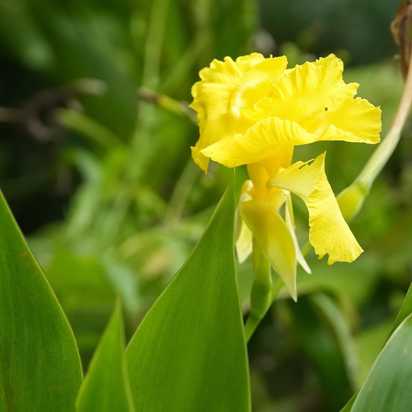 Canna Flaccida "Golden Canna"