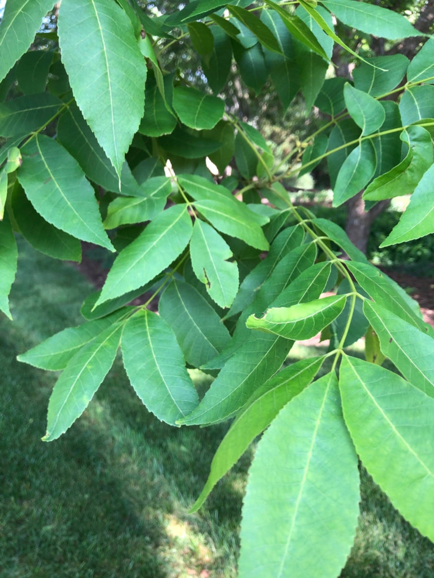 carya illinoinensis " northern pecan" host plant for luna moth