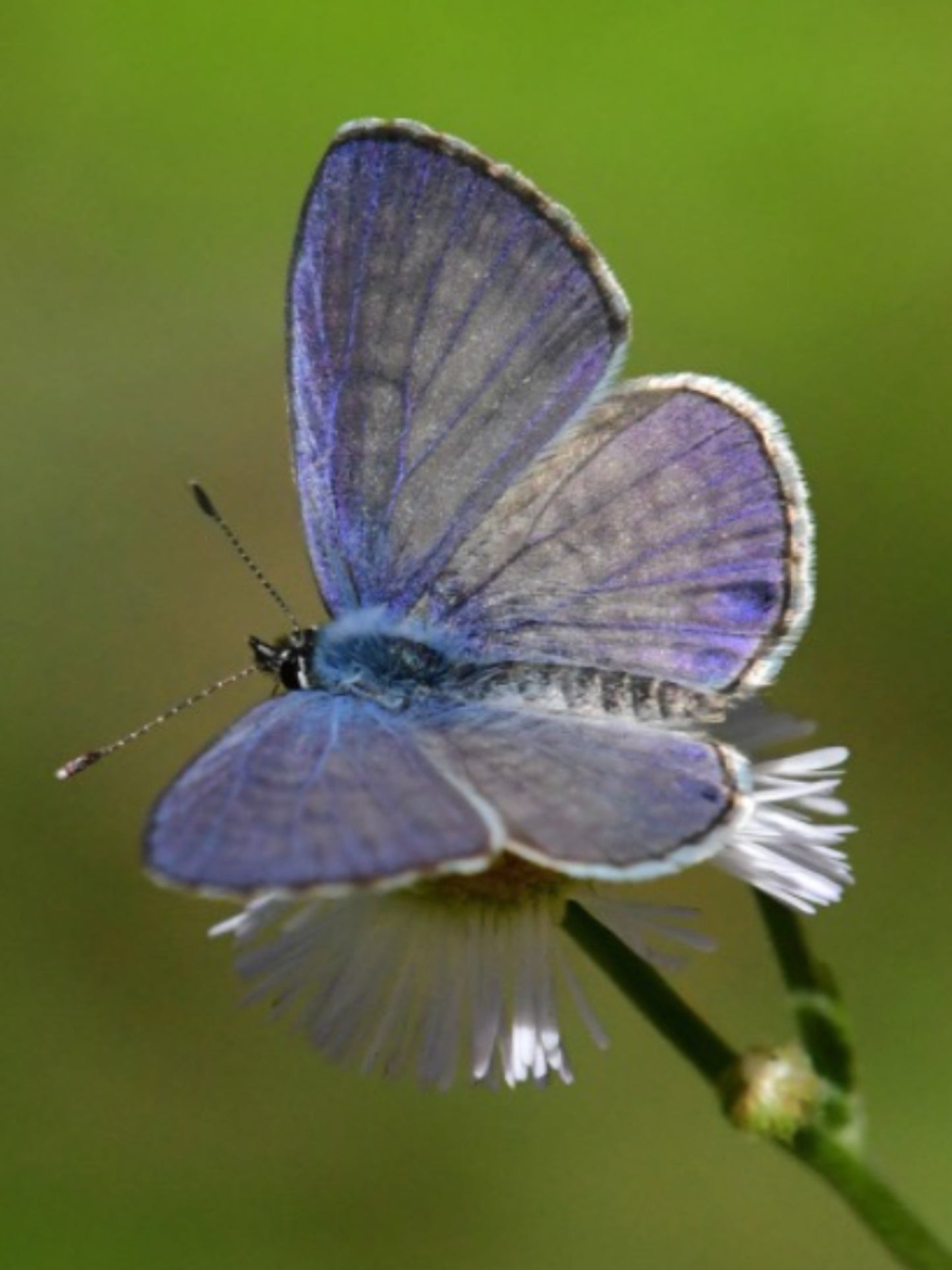 Cassius blue butterfly on his host plant  wild plumbago stem