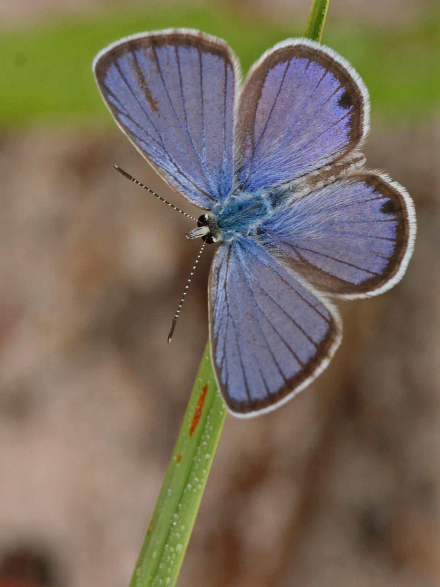 Ceraunus Blue butterfly on his host plant