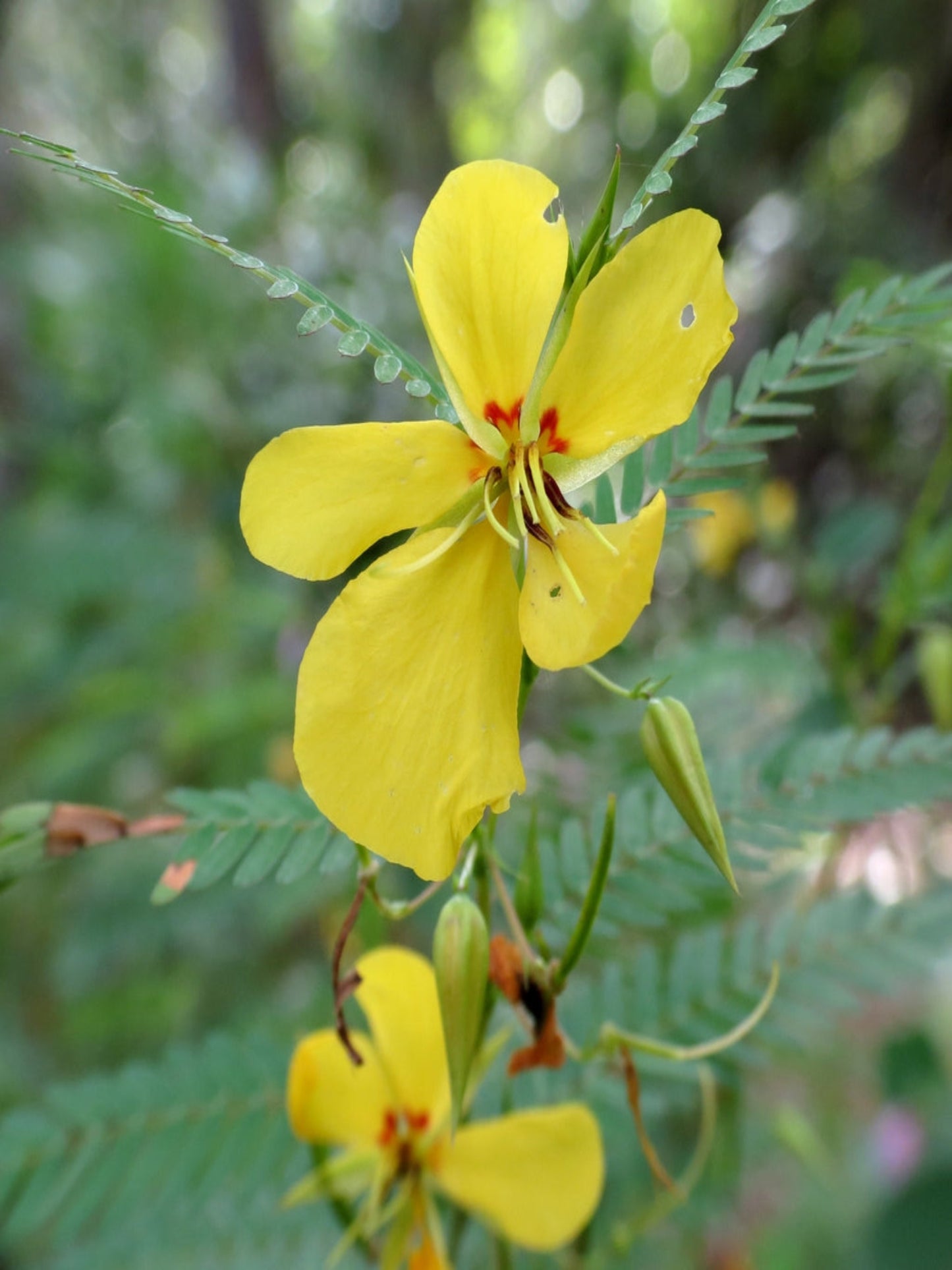 Chamaecrista Fasciculata is host plant for sulphur butterfly