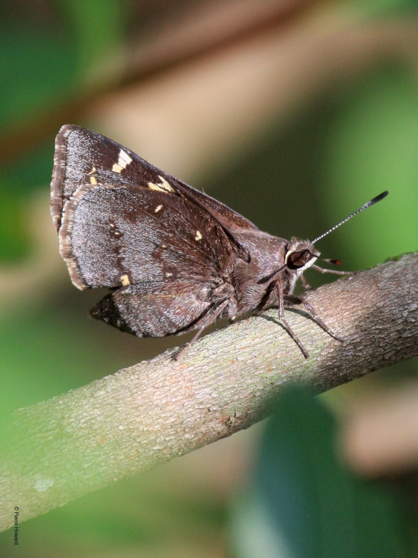 cofaqui giant skipper butterfly uses Adam's needle as a host plant