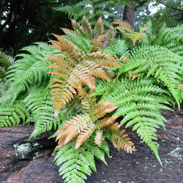 Nephrolepis Exaltata "Boston Fern"