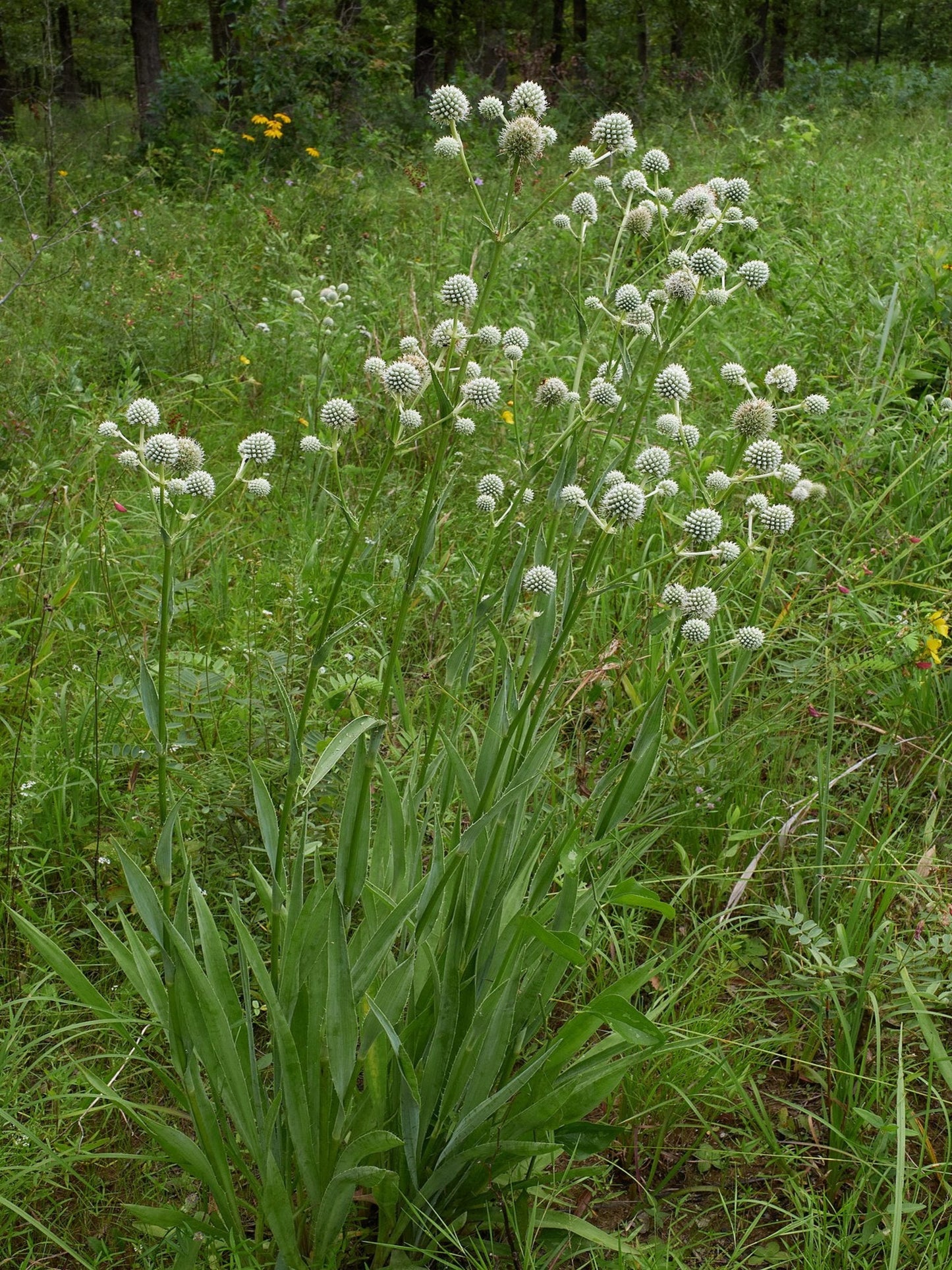 eryngium yuccifolium is host plant for black swallowtail butterfly