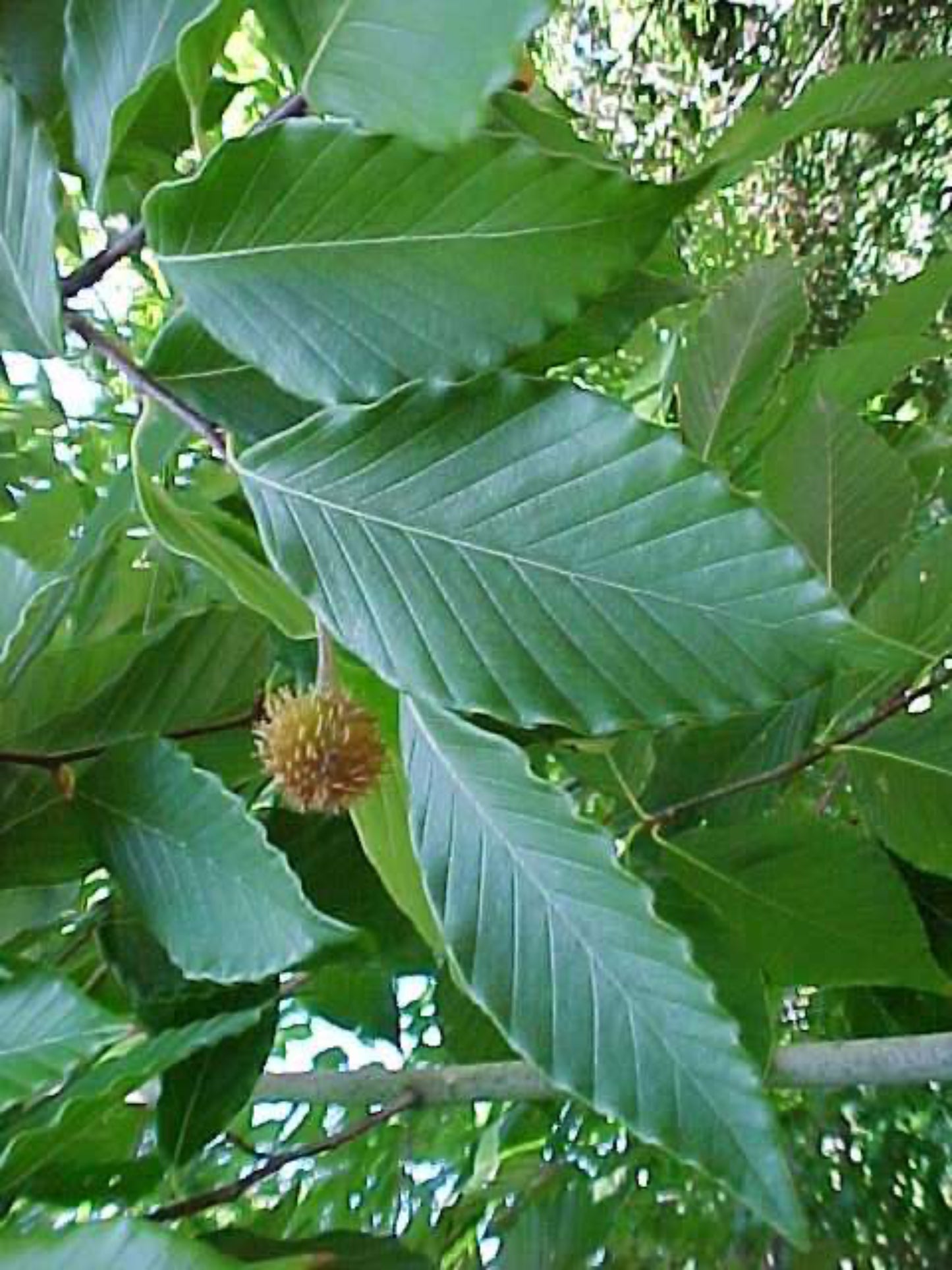 fagus grandifolia host plant of luna moth
