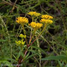 Flaveria Linearis "Yellow Top"
