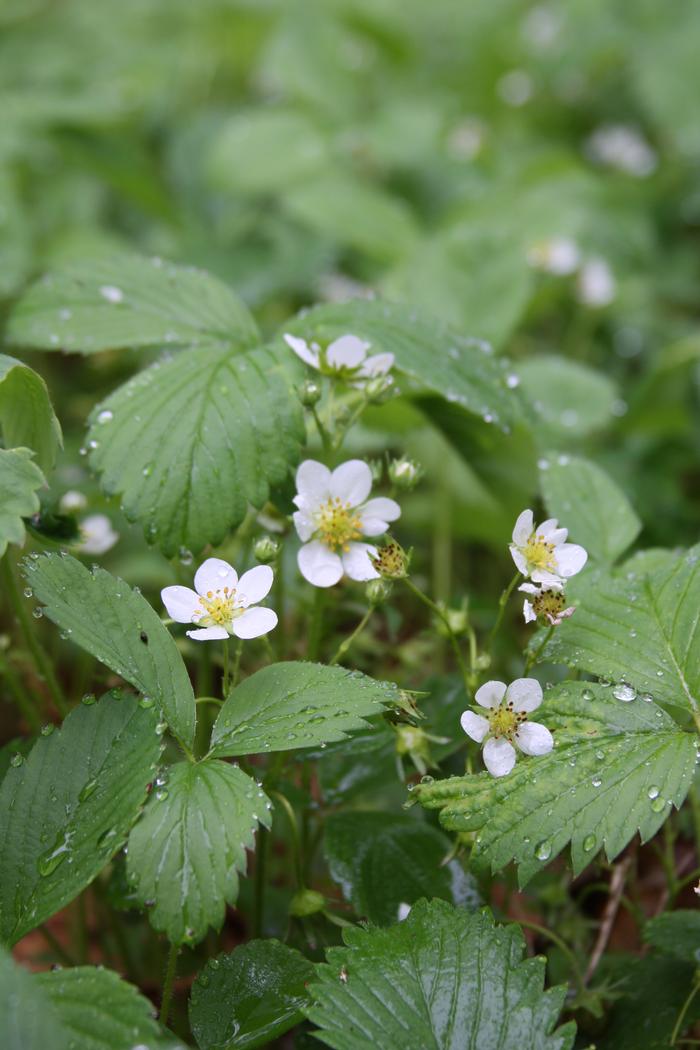 Fragara Virginiana "Florida Wild Strawberry"