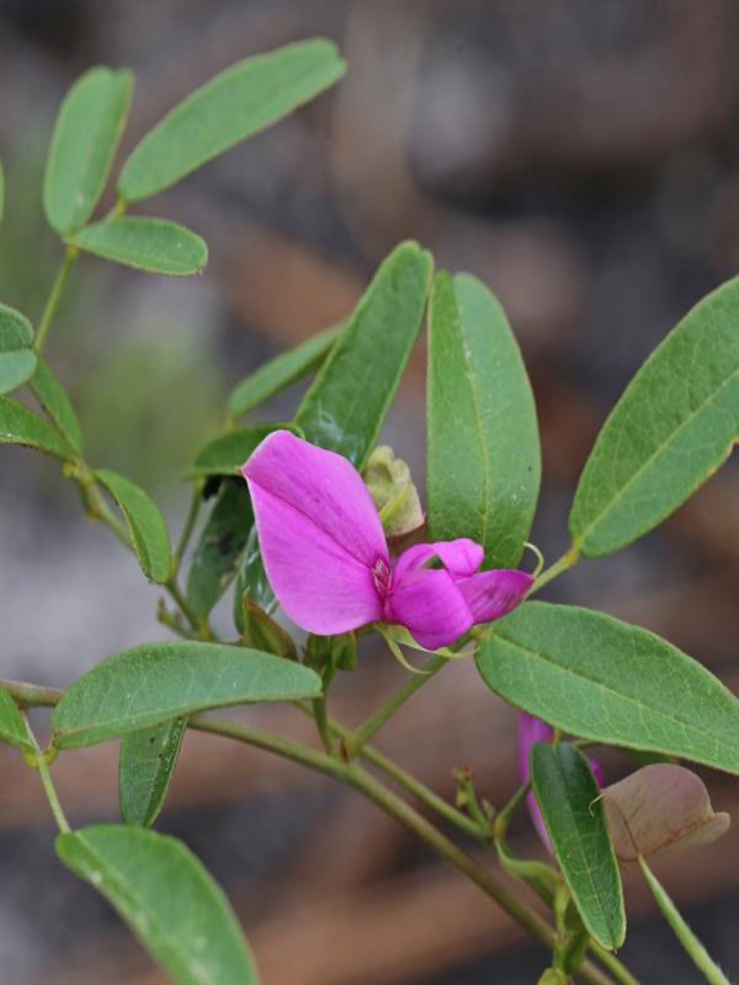 beautiful violet purple Galactia Regularis " Milk Pea" flower
