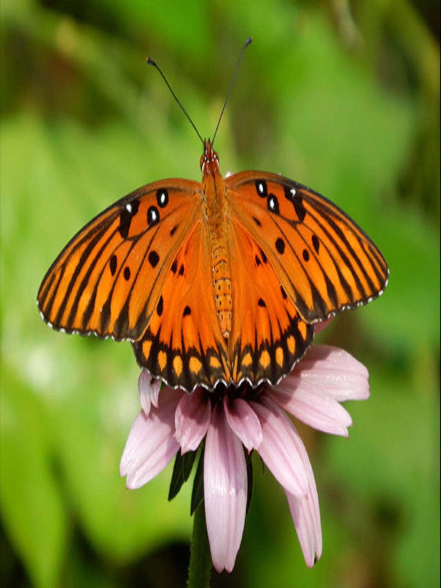 Gulf Fritillary butterfly on a coneflower nectar