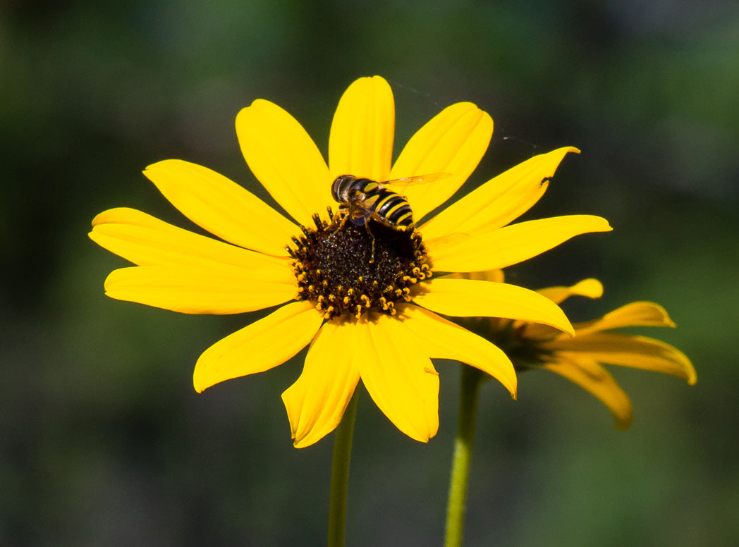 Helianthus Angustifolius "Narrow Leaf Sunflower"