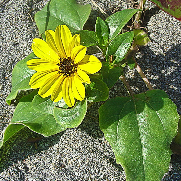 Helianthus Debilis "Dune Sunflower"