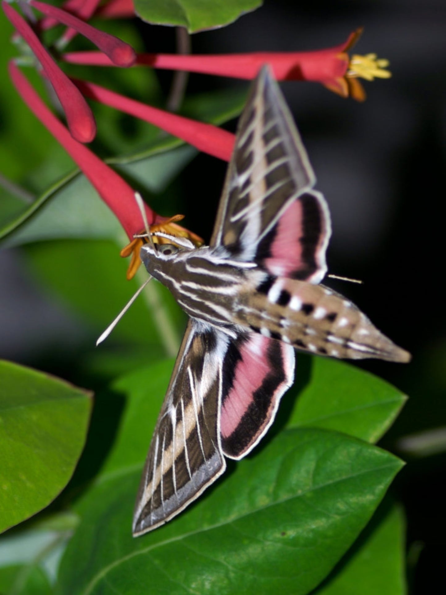 Hyles lineata Moth on a honey suckle nectar plant