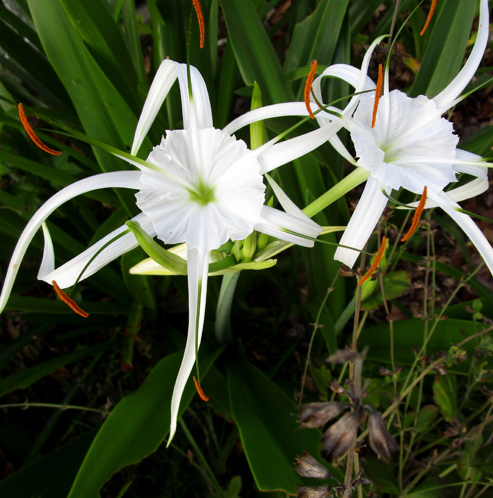 Hymenocallis Latifolia "Spiderlily"