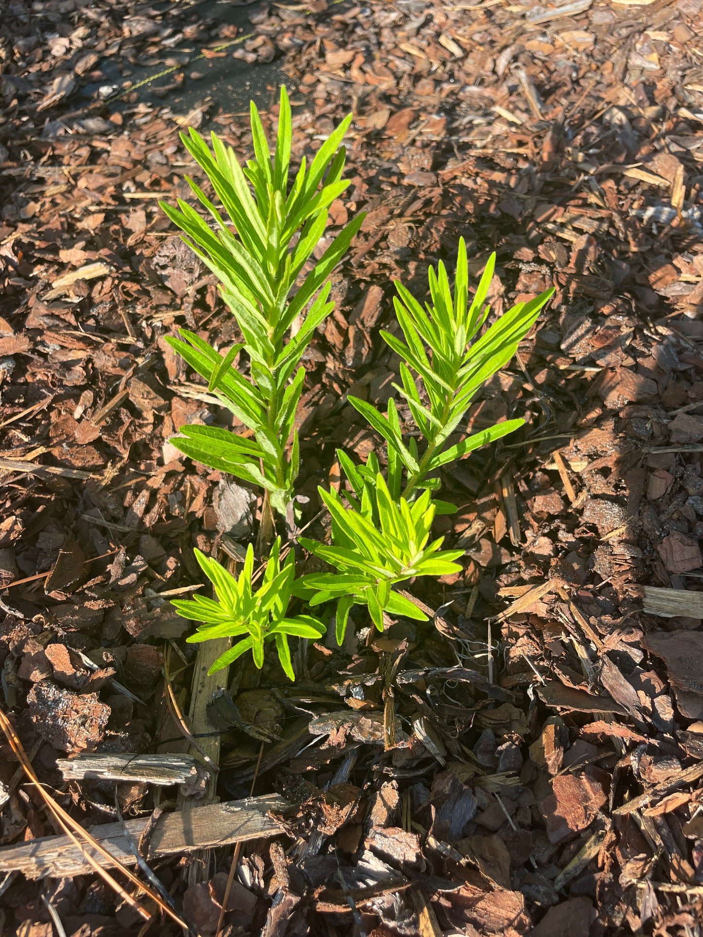 asclepias tuberosa " butterfly milkweed" host plant for monarch, queen, soldier butterfly