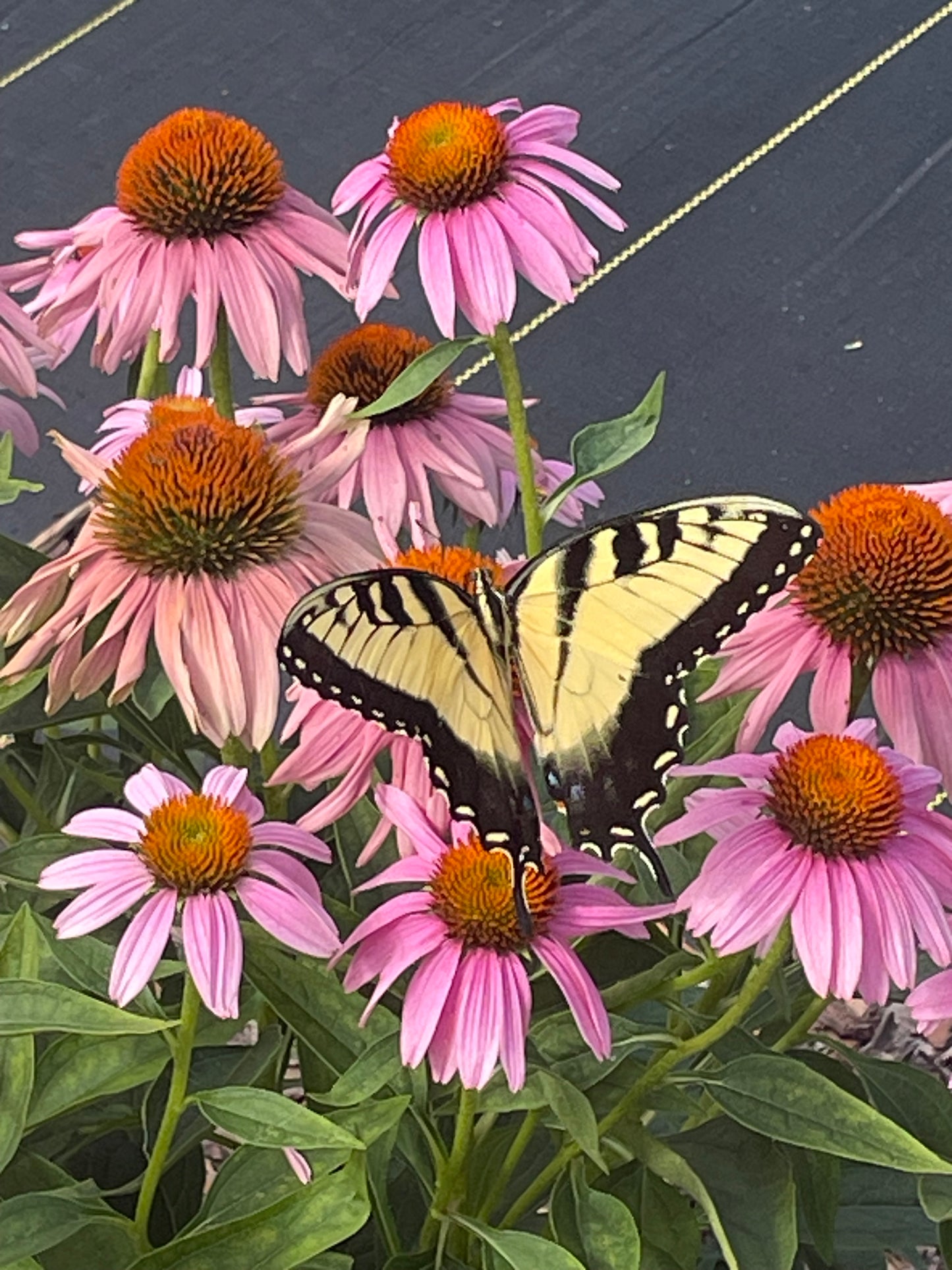 tiger swallowtail on a nectar plant