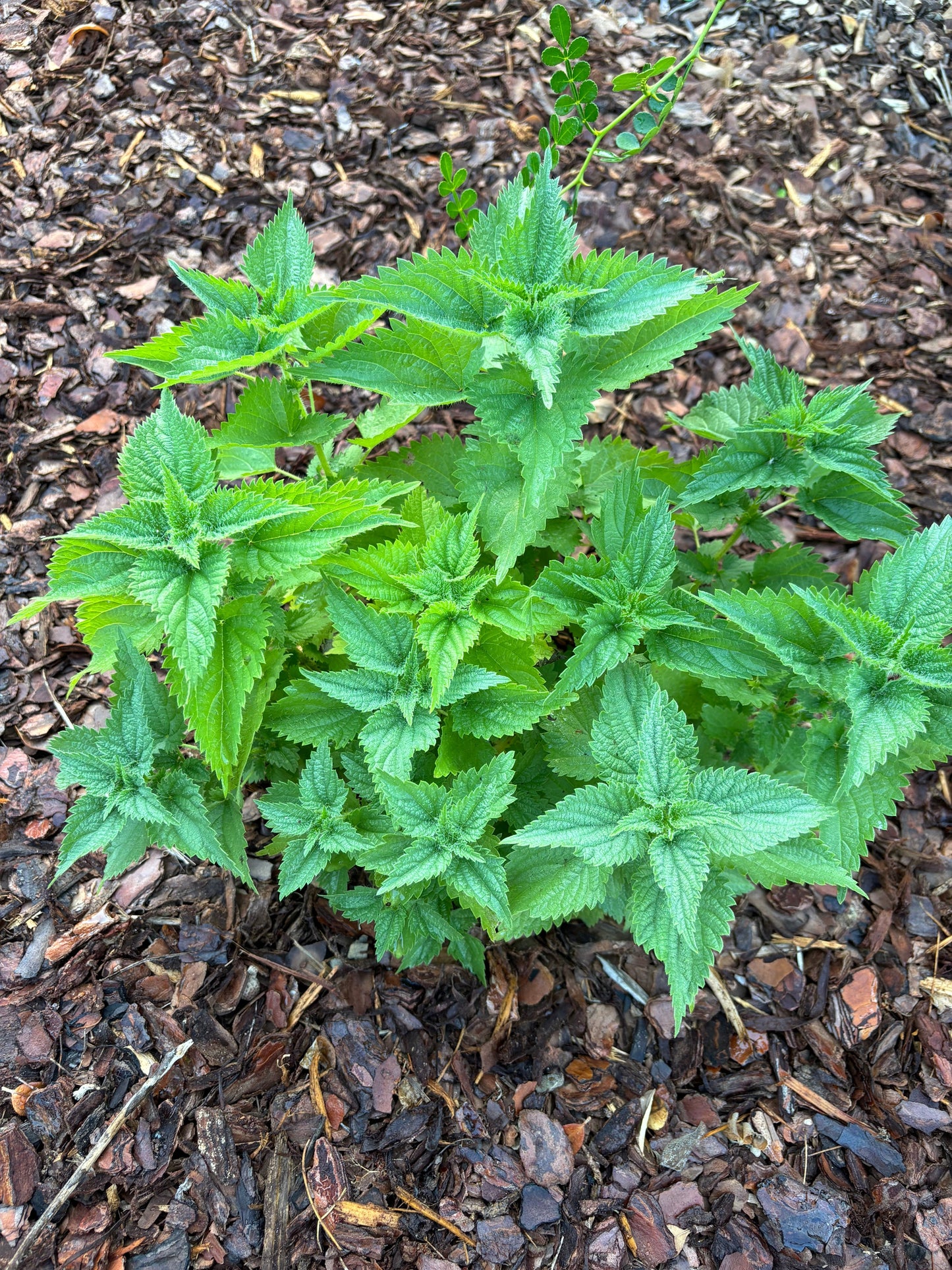 young boehmeria cylindrica " false nettle" host plant for red admiral butterfly