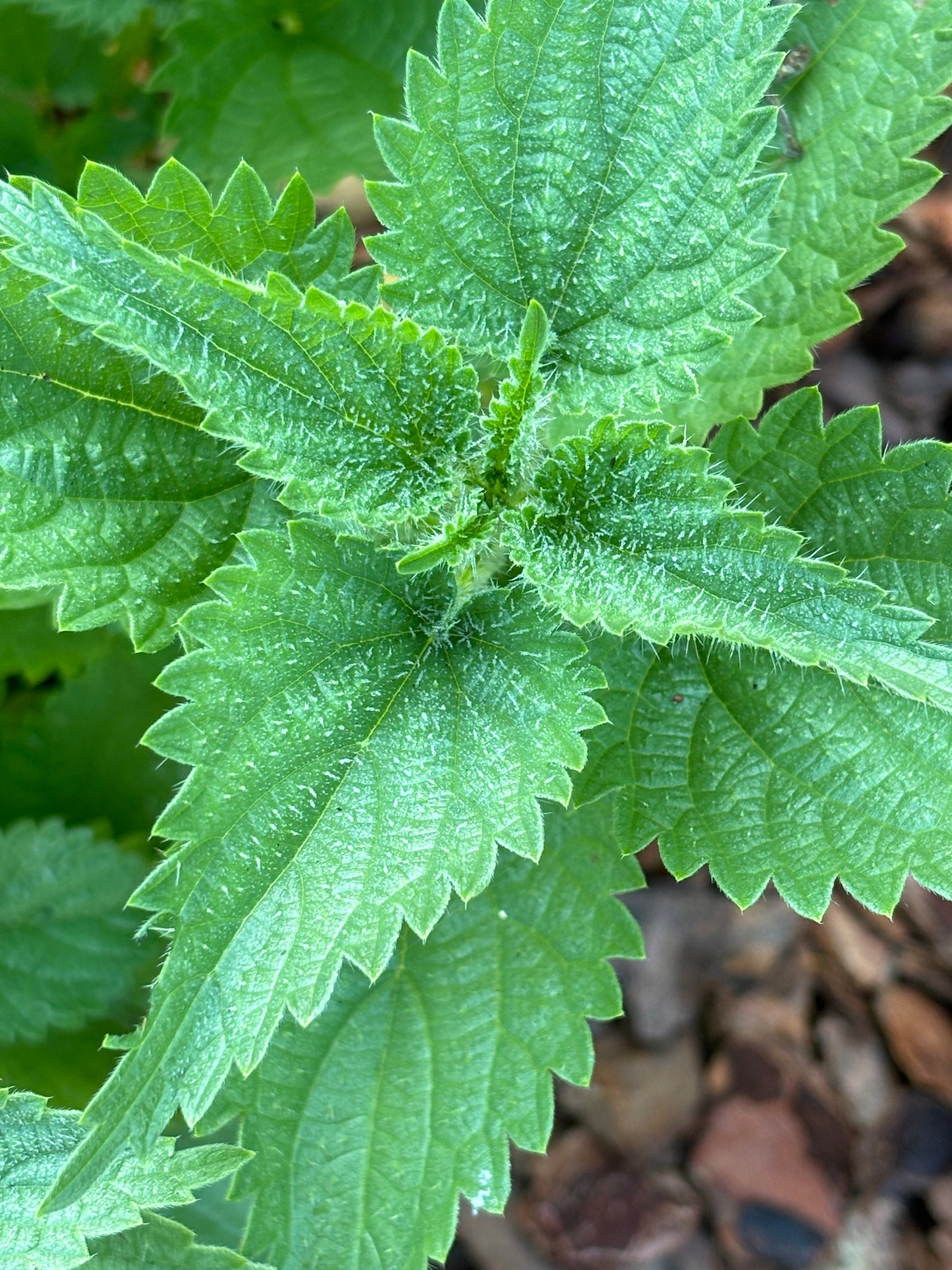 boehmeria cylindrica " false nettle" leaves host plant for red admiral butterfly