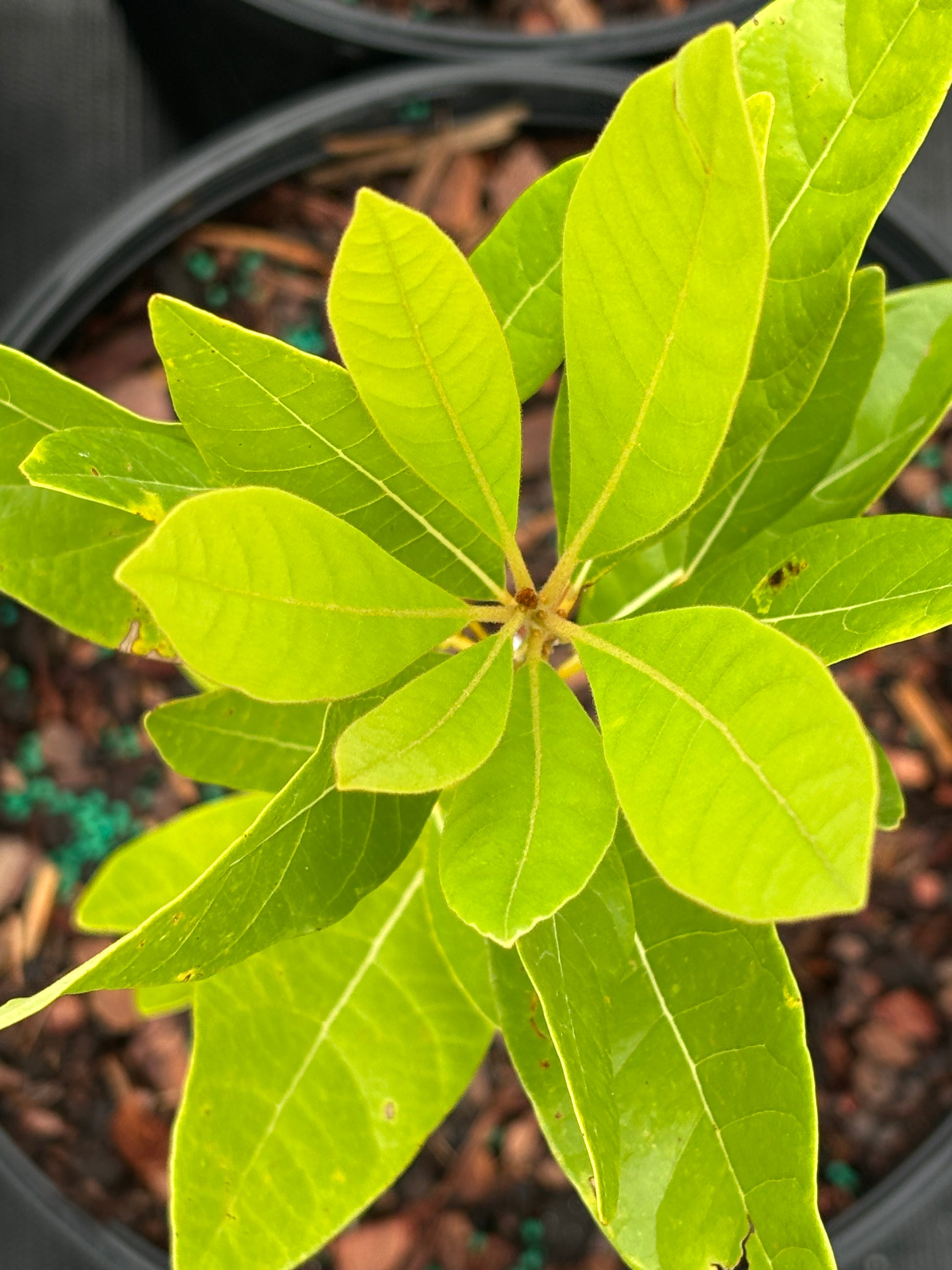 Persea Borbonia is the host plant for spicebush swallowtail butterfly