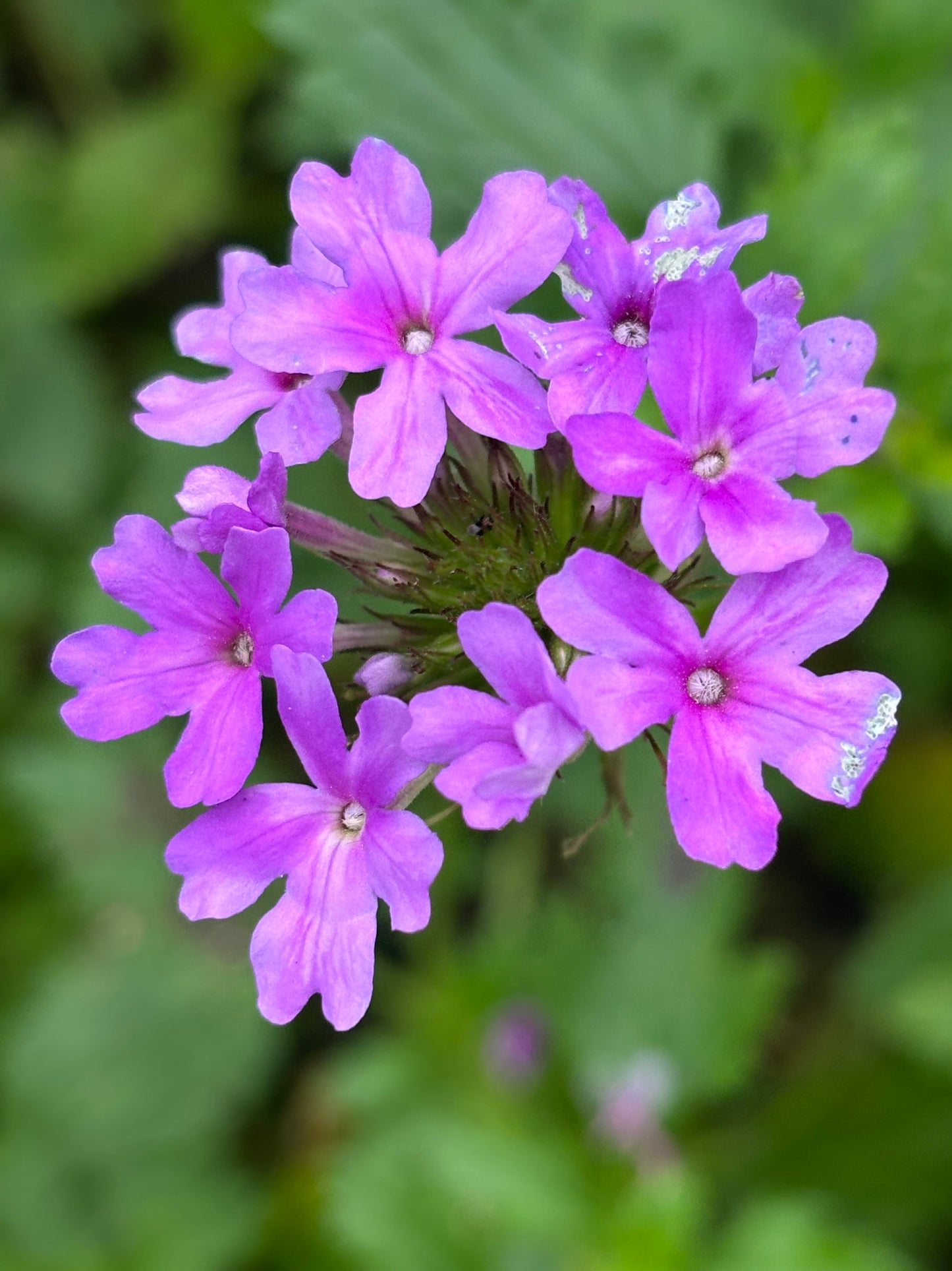 Glandularia Maritima "Beach Verbena"