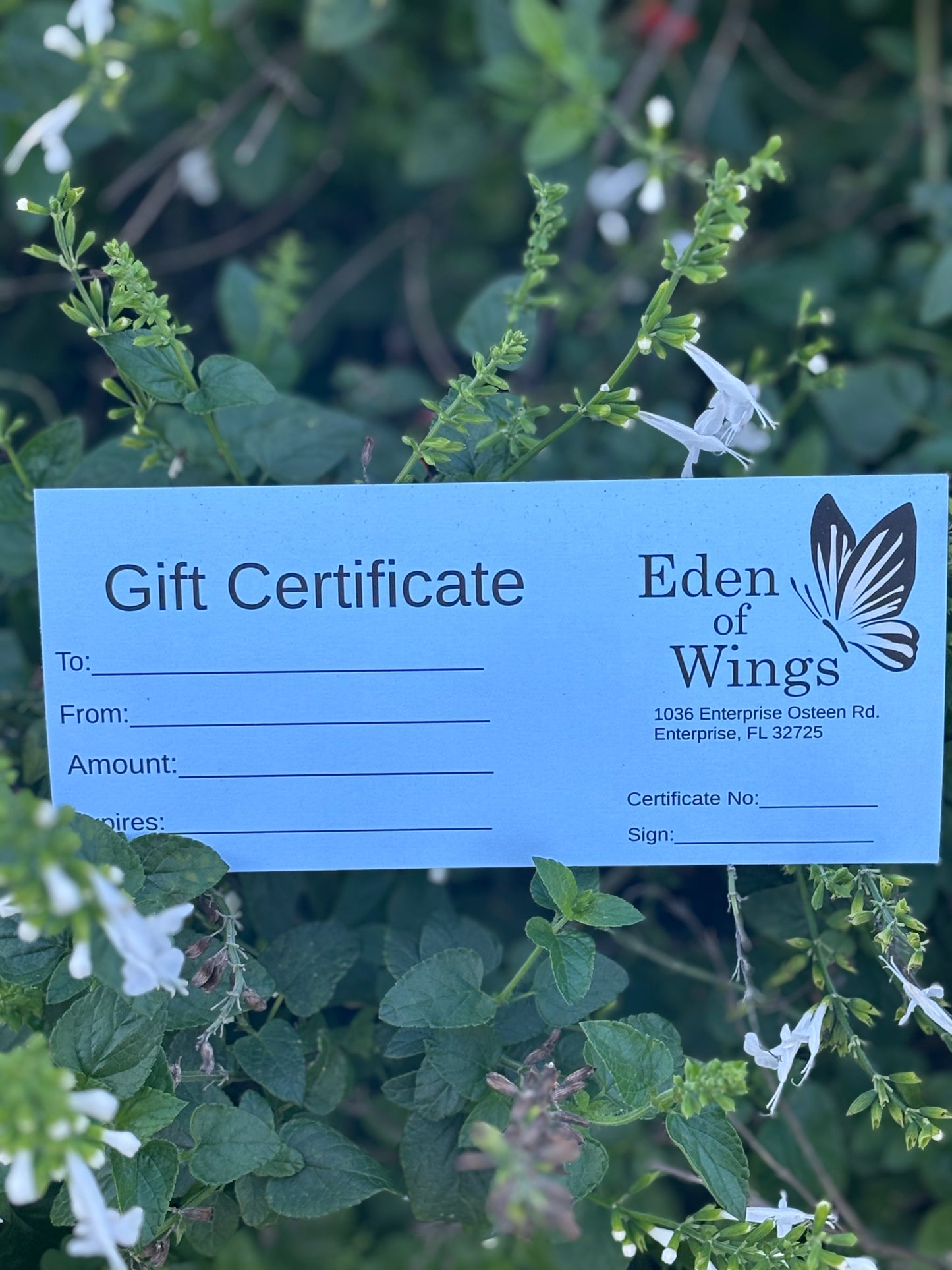 Eden of Wings Plant Gift Certificate
