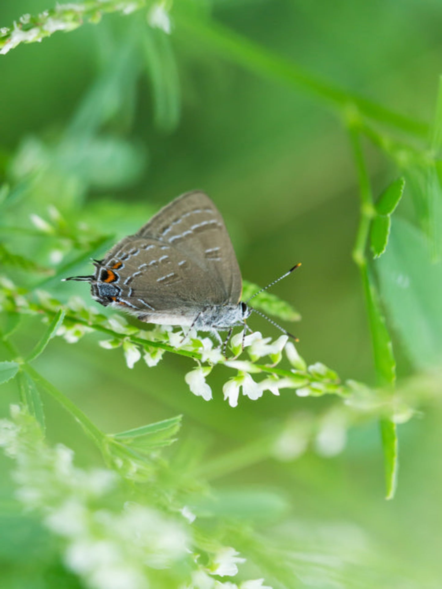 banded hairstreak uses live oak for host plant