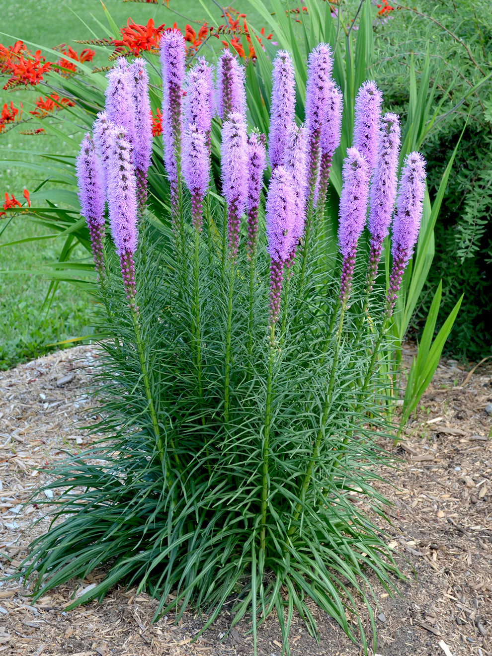 Liatris Spicata "Blazing Star"
