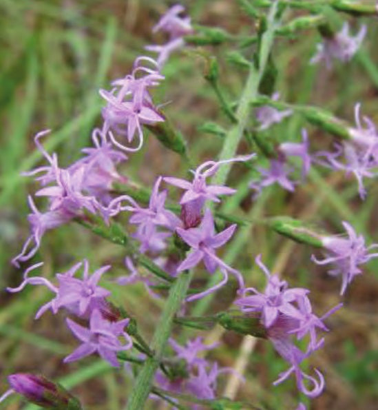Liatris Gracilis"Gracefull Blazing Star"