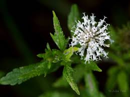 Melanthera Nivea "Snow Squarestem"