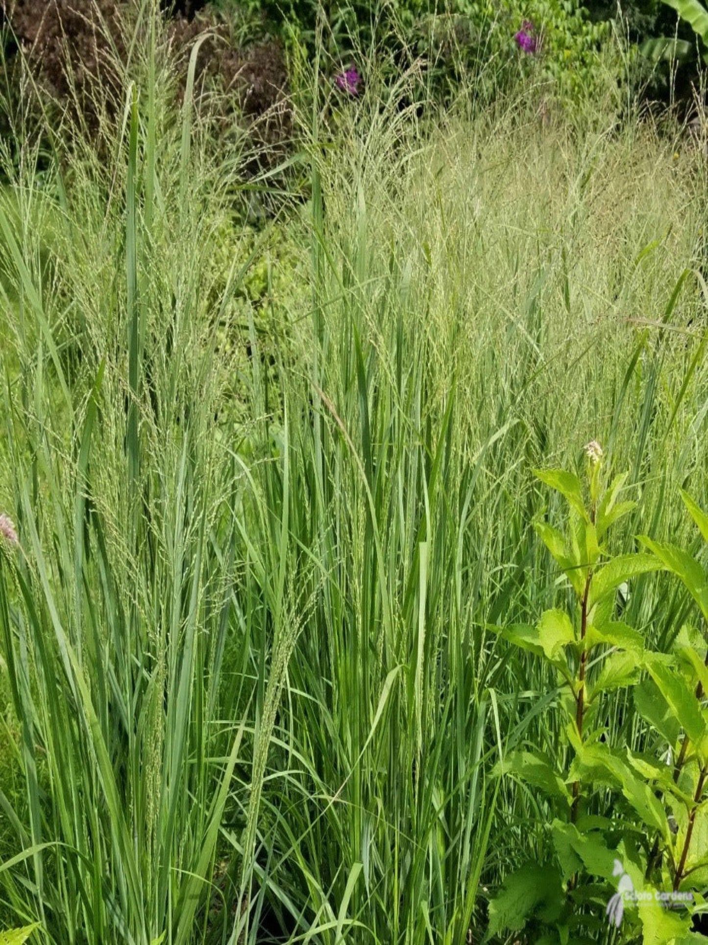 Panicum virggatum is host plant for dusted skipper butterfly