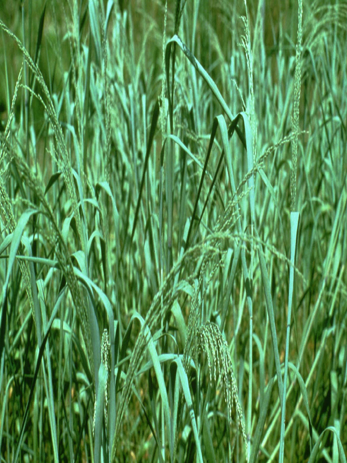 Panicum amarum grass is the host plant for Aaron's Skipper butterfly