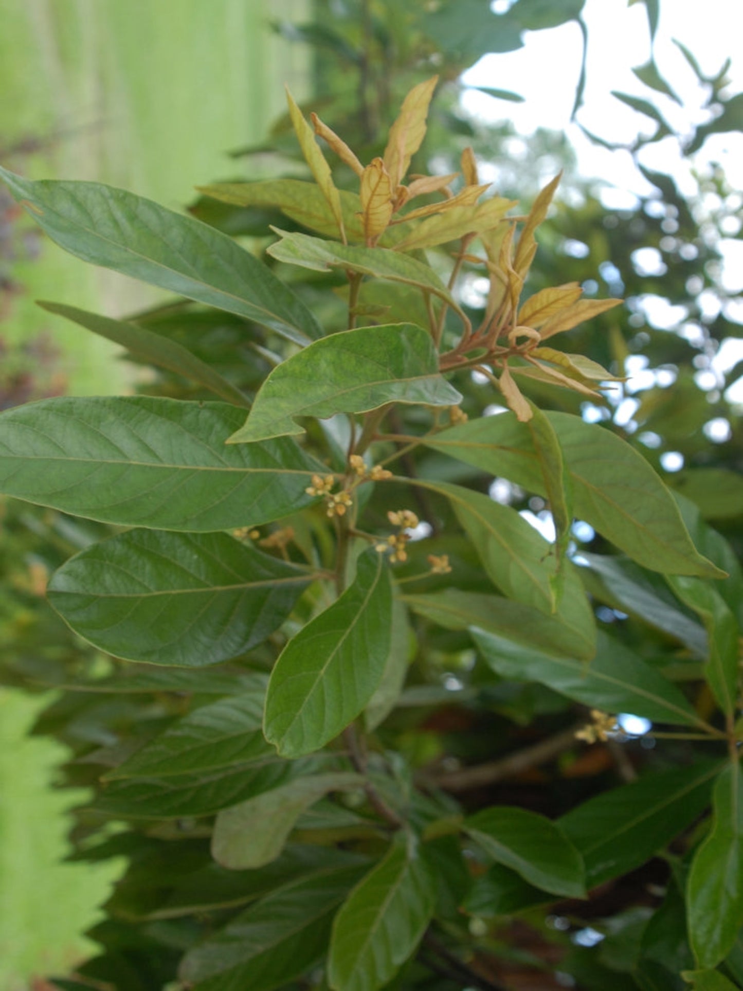 Persia palustris is the host plant for spicebush swallowtail butterfly