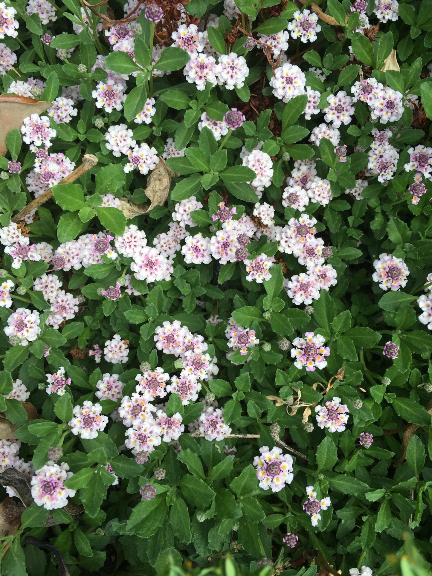 phyla nodiflora host plant for white peacock butterfly