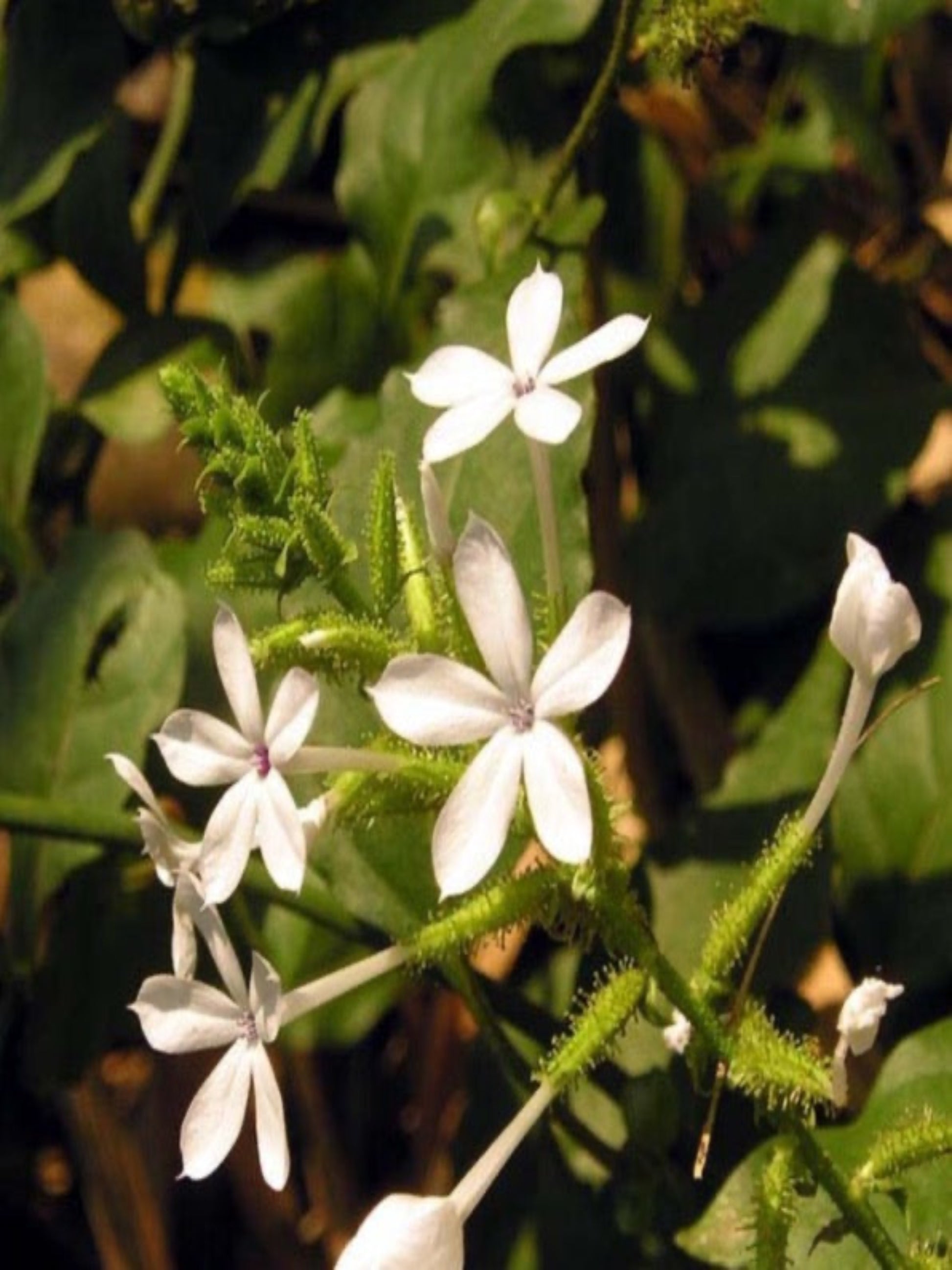 plumbago zeylanica " wild plumbago" is the host plant for Cassius blue butterfly
