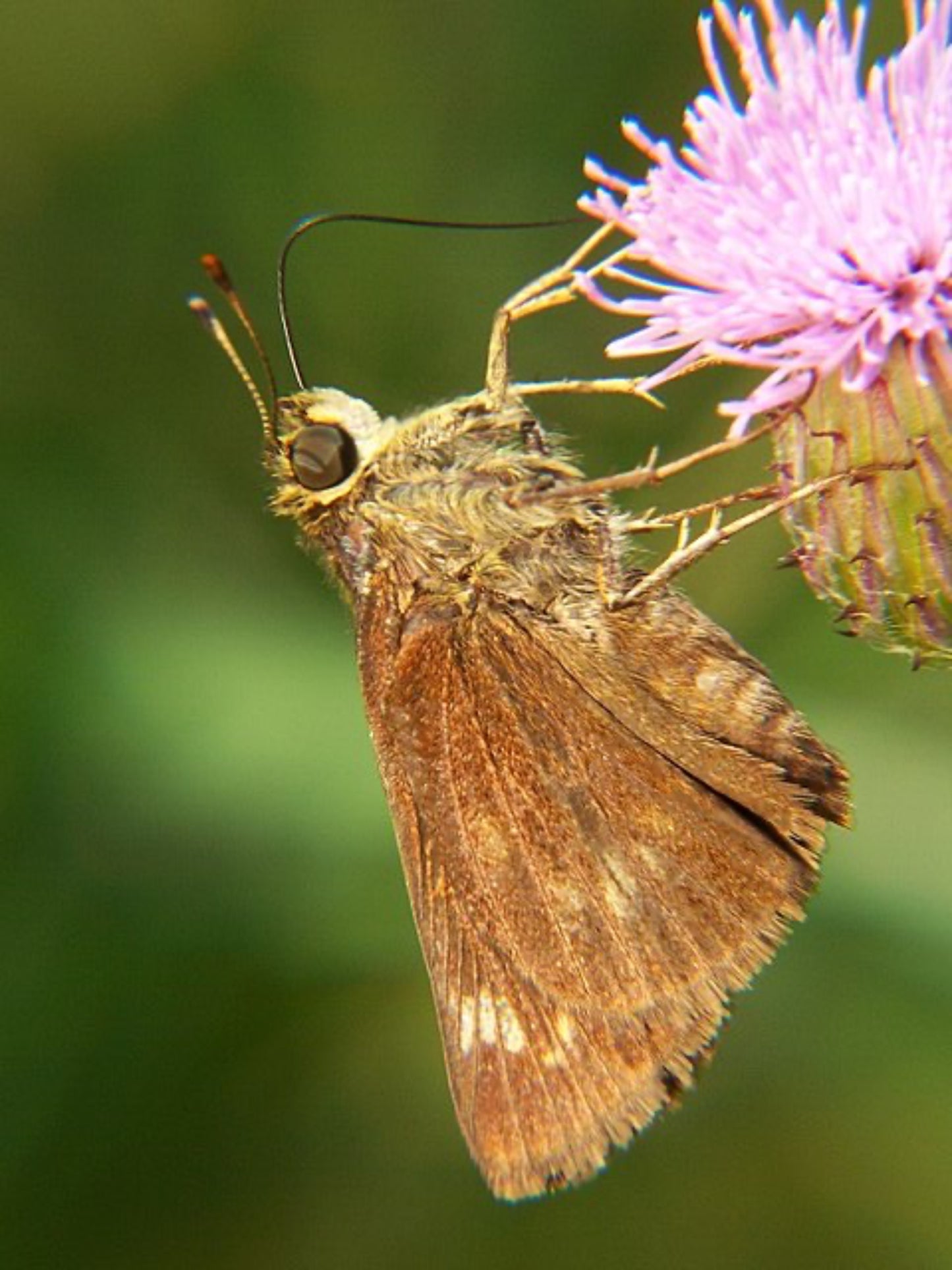 pompeius Verna uses trident flavus grass as host plant