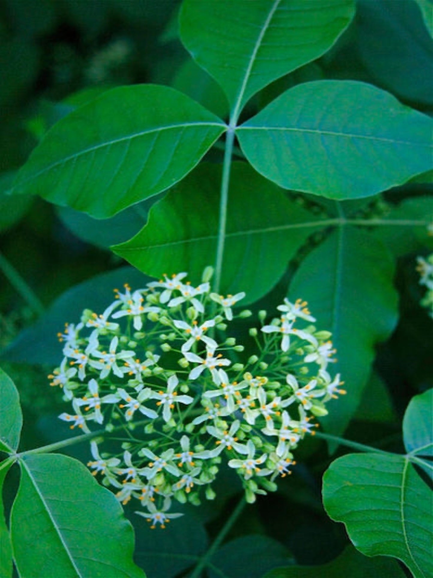 ptelea trifoliate " hoptree" is host plant for giant swallowtail butterfly
