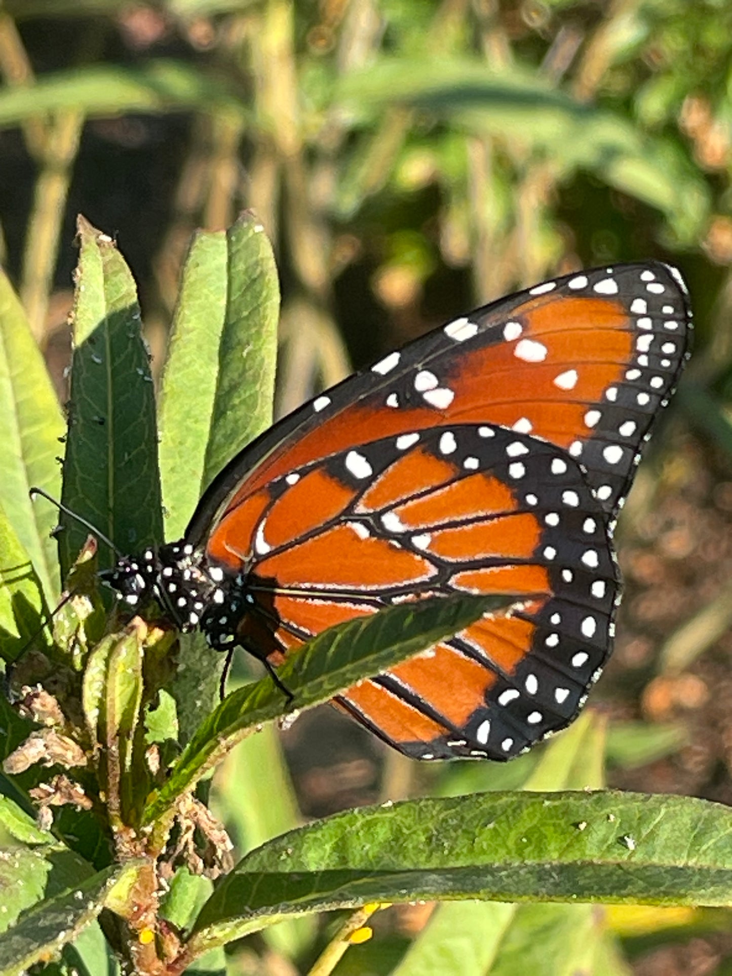 queen butterfly uses common milkweed as host plant